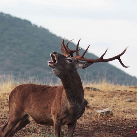 Alojamiento Rural Dehesa La Estancia Andújar المظهر الخارجي الصورة