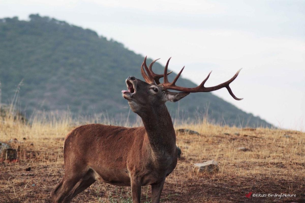 Alojamiento Rural Dehesa La Estancia Andújar المظهر الخارجي الصورة