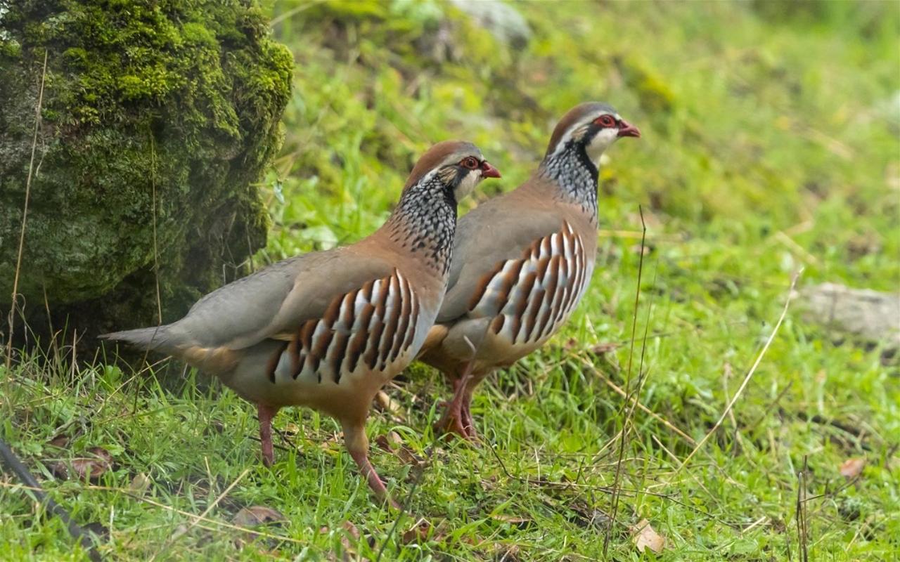 Alojamiento Rural Dehesa La Estancia Andújar المظهر الخارجي الصورة