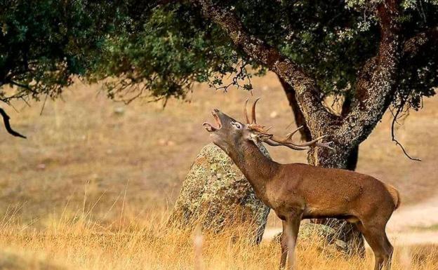 Alojamiento Rural Dehesa La Estancia Andújar المظهر الخارجي الصورة