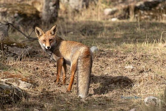 Alojamiento Rural Dehesa La Estancia Andújar المظهر الخارجي الصورة